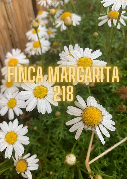 Finca Margarita 218 - Centro de meditación en Telde - foto 2